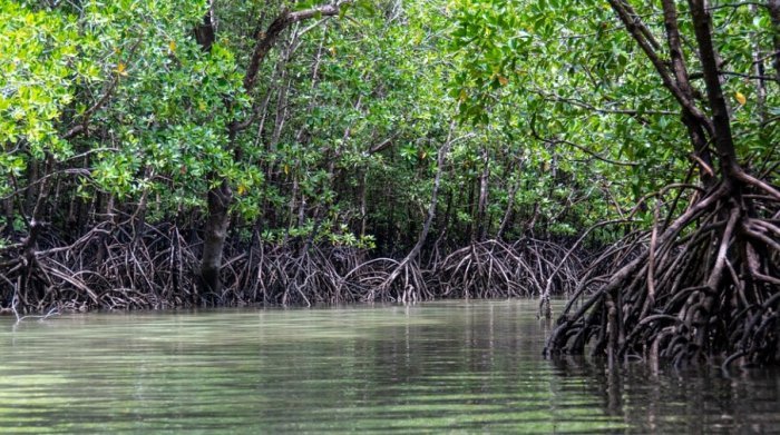 Maharashtra's mangrove cover increases manifold